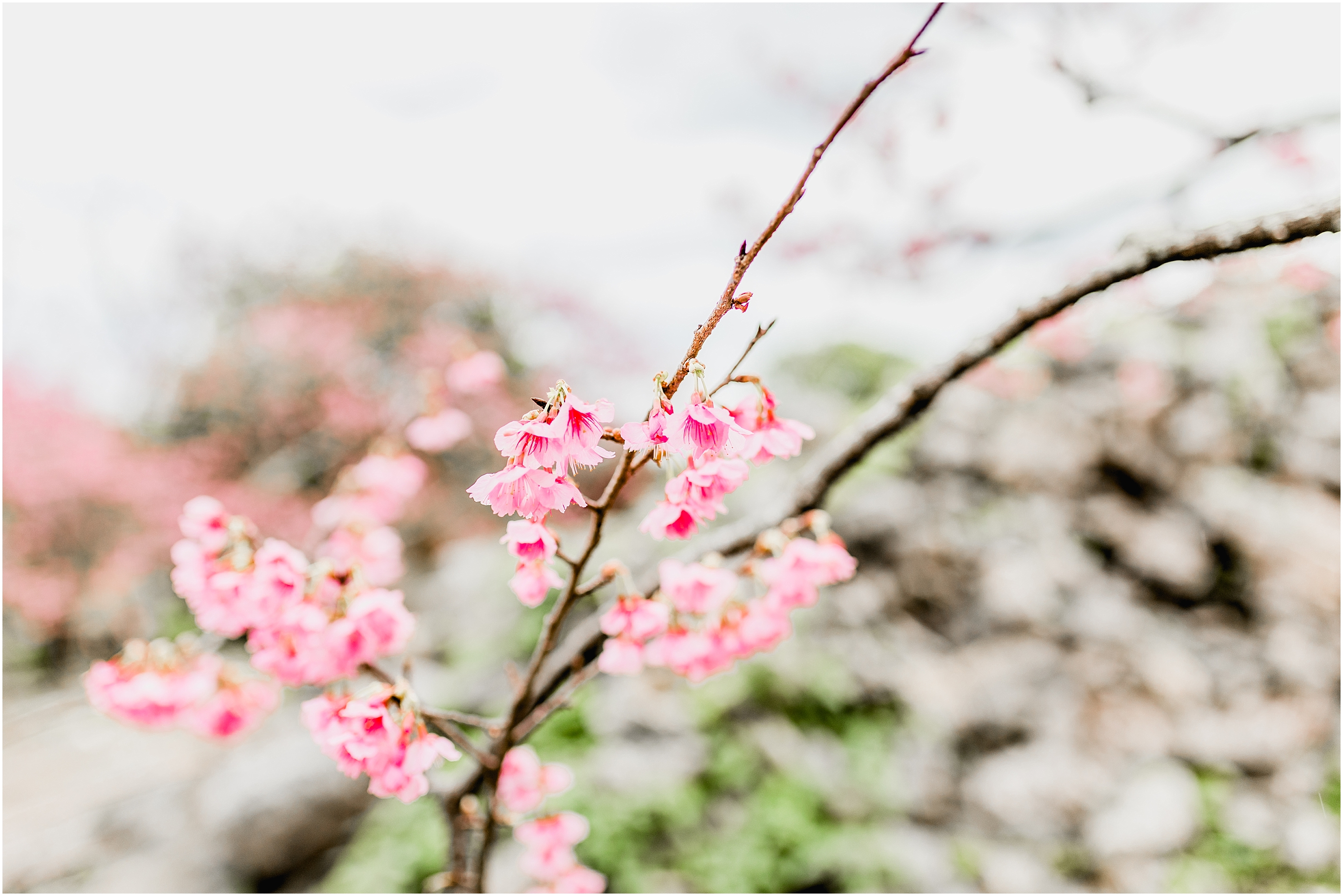 Okinawa cherry blossoms, Okinawa photographer 