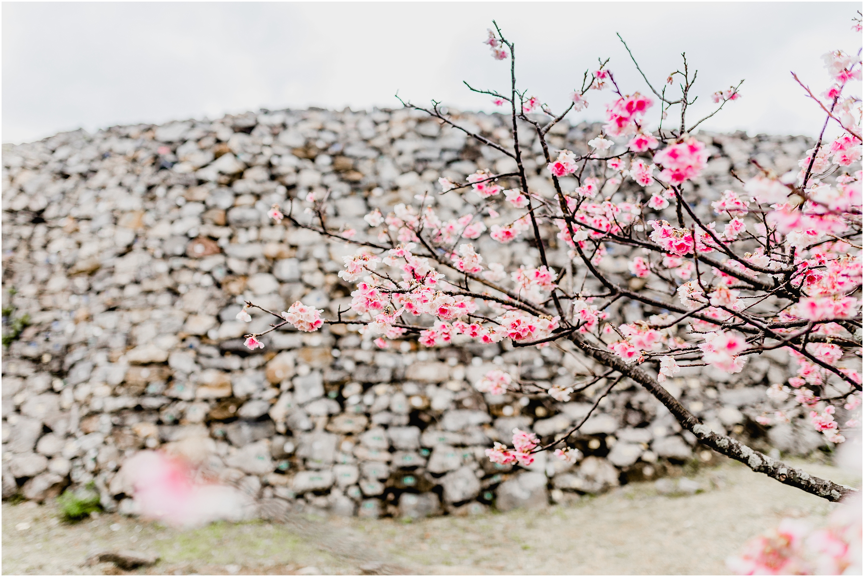 Okinawa cherry blossoms, Okinawa photographer 